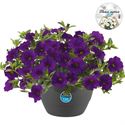 Bild von HP27 o.kl. Calibrachoa Blue